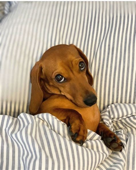 dachshund puppy videos|funny dachshund puppy videos.